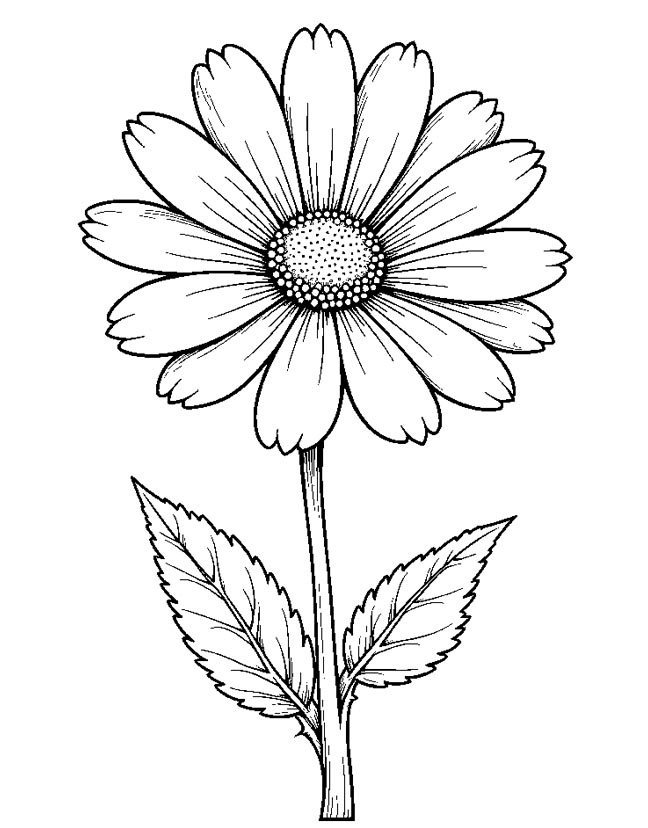 Realistic aster flower coloring page